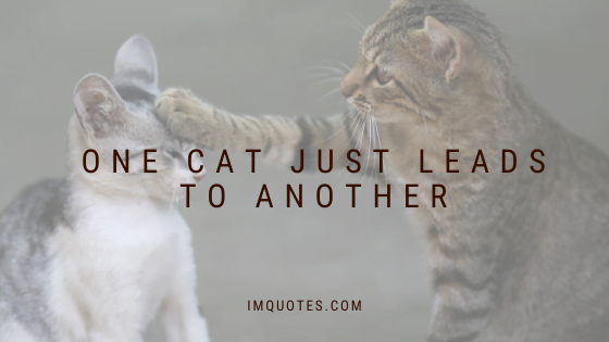 Cute And Sweet Cat Quotes