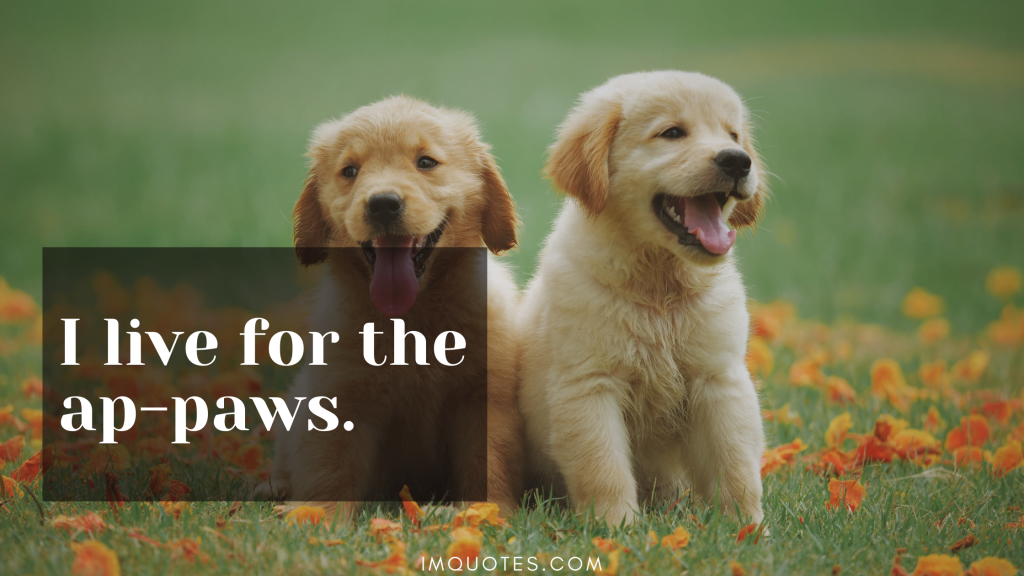 Cute Quotes For Your Little Paws1