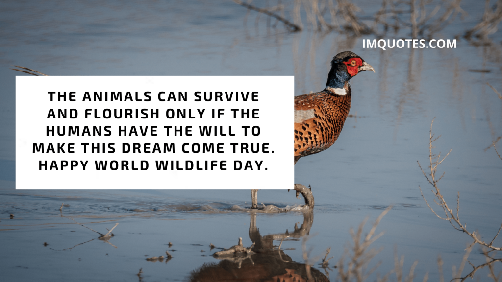 Go Wild For Wildlife World Wildlife Day Slogans 1