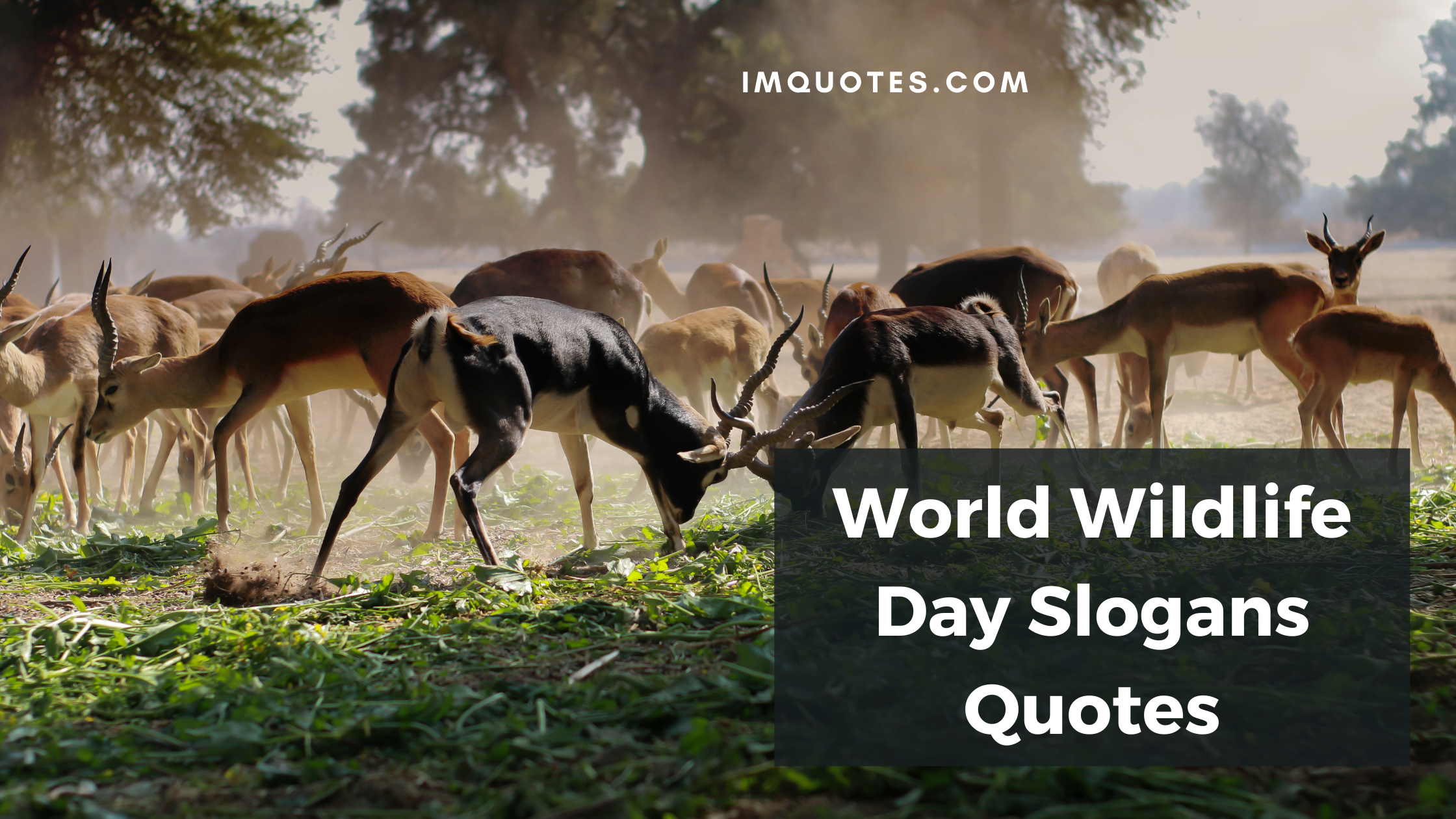 World Wildlife Day Slogans Quotes1